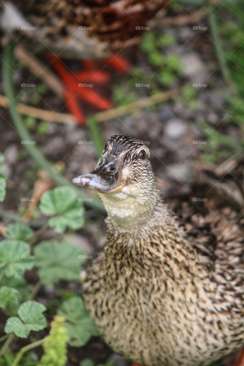 Close up of a ducks face along a lake 