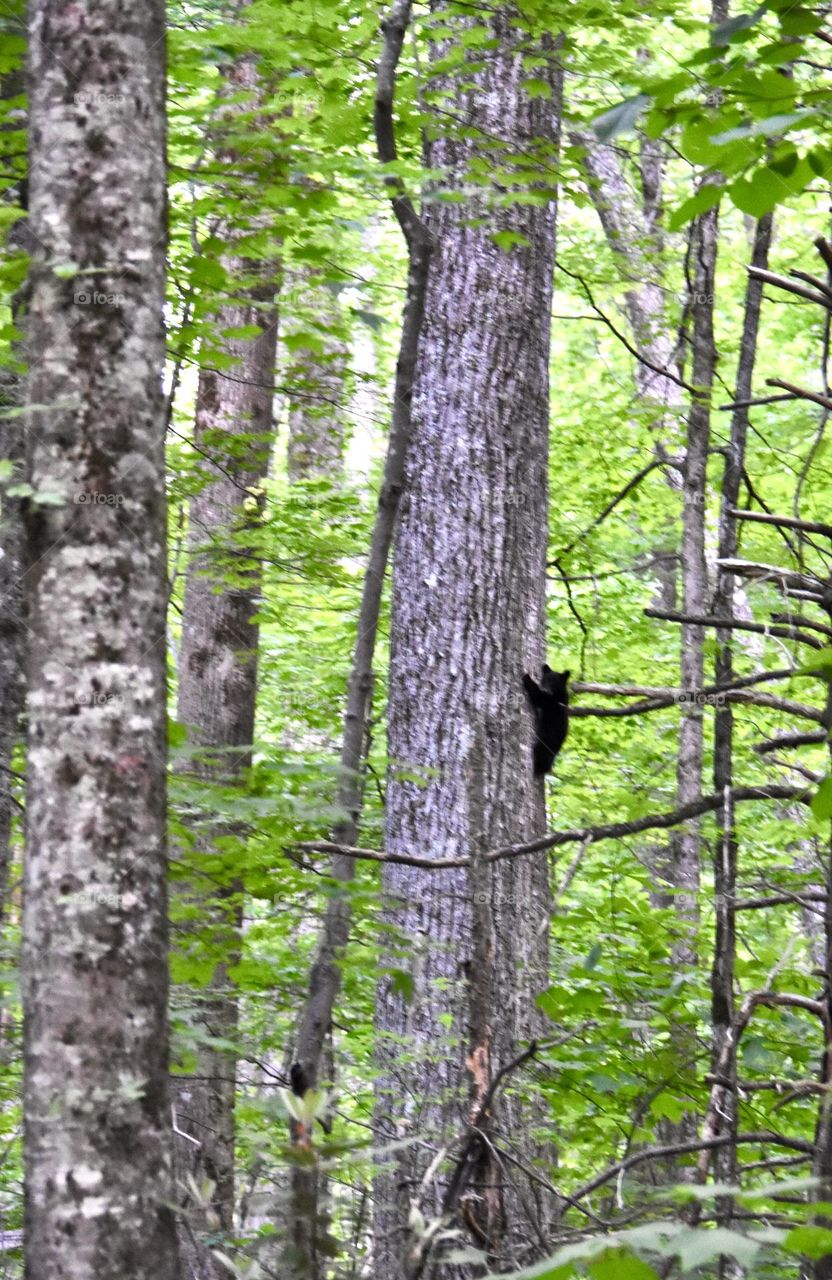 Baby bear in tree in Gatlinburg, TN