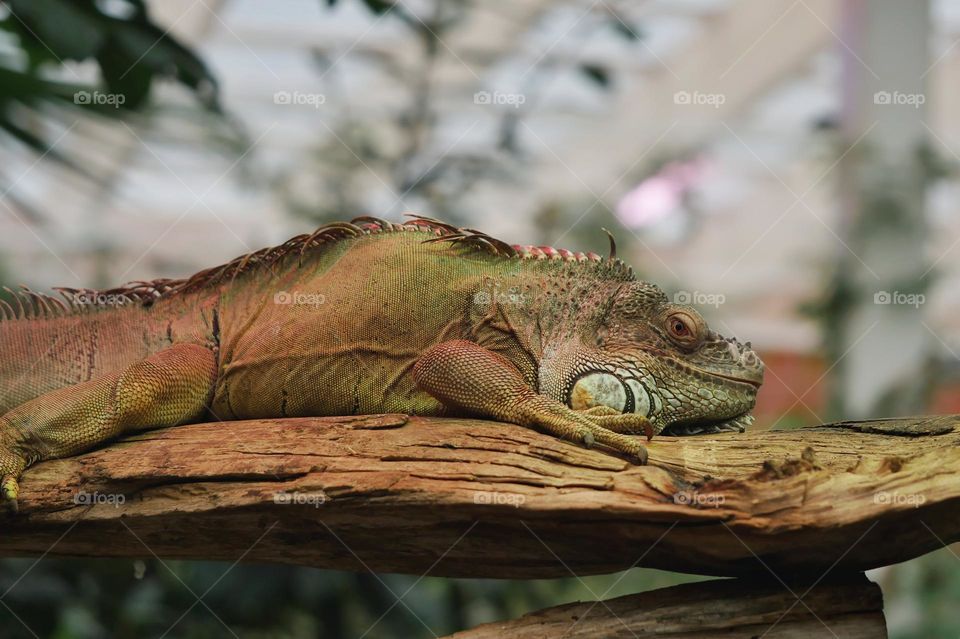 Iguana