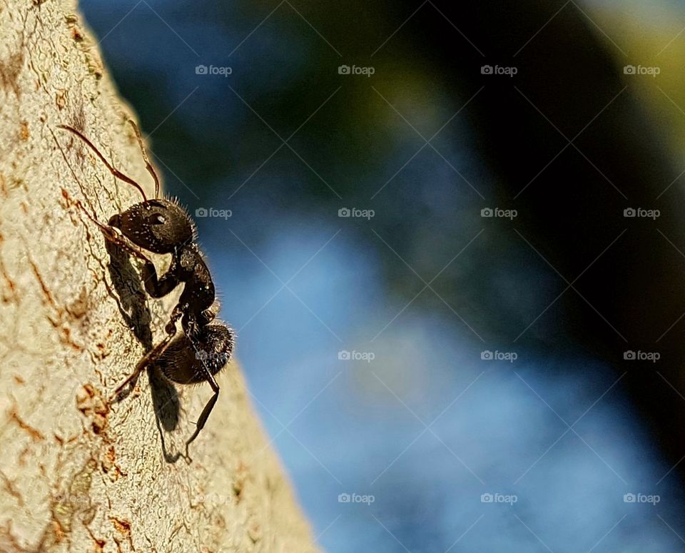 Brleza que se enxerga