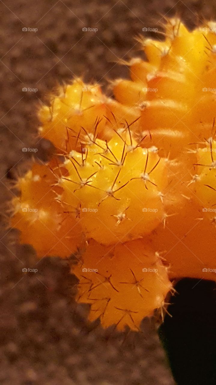 close up cactus