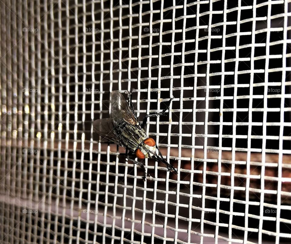 Red headed house fly: with background, fly close view