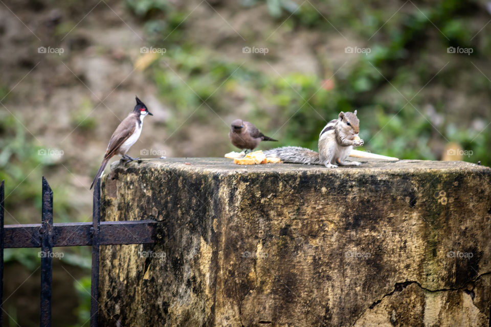 All the little creatures in one place eating peacefully