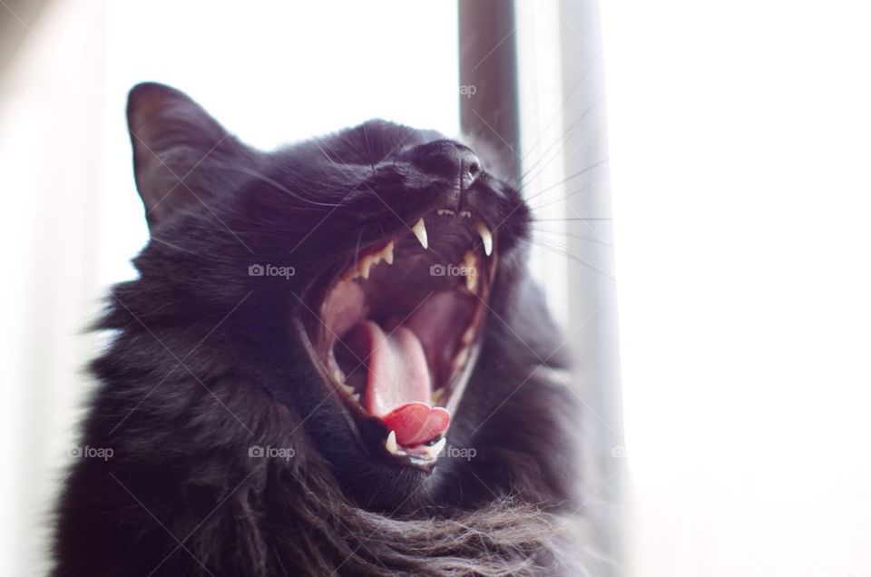 Roaring Kitty