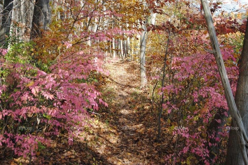 Fall Walking Trail