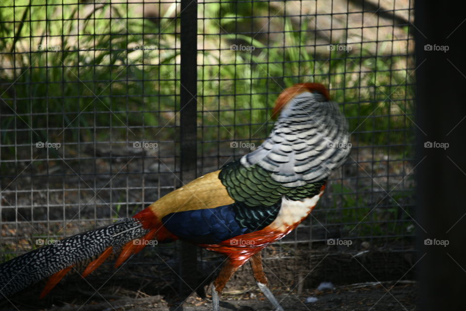 macho de hibrido de faisán dorado con faisán lady Amherst

golden pheasant hybrid male with pheasant lady Amherst