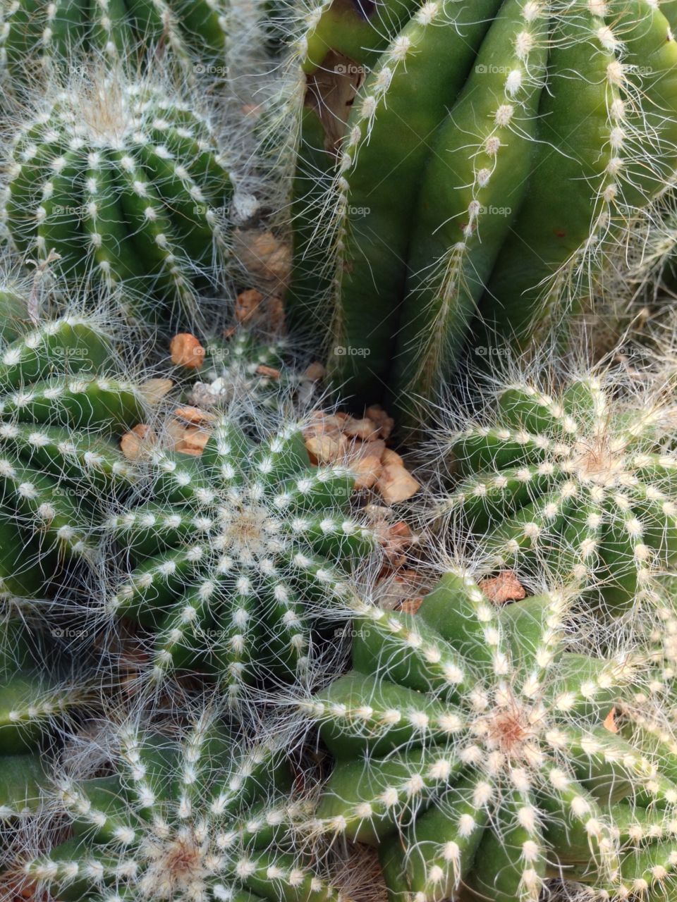 some kind of cactus 