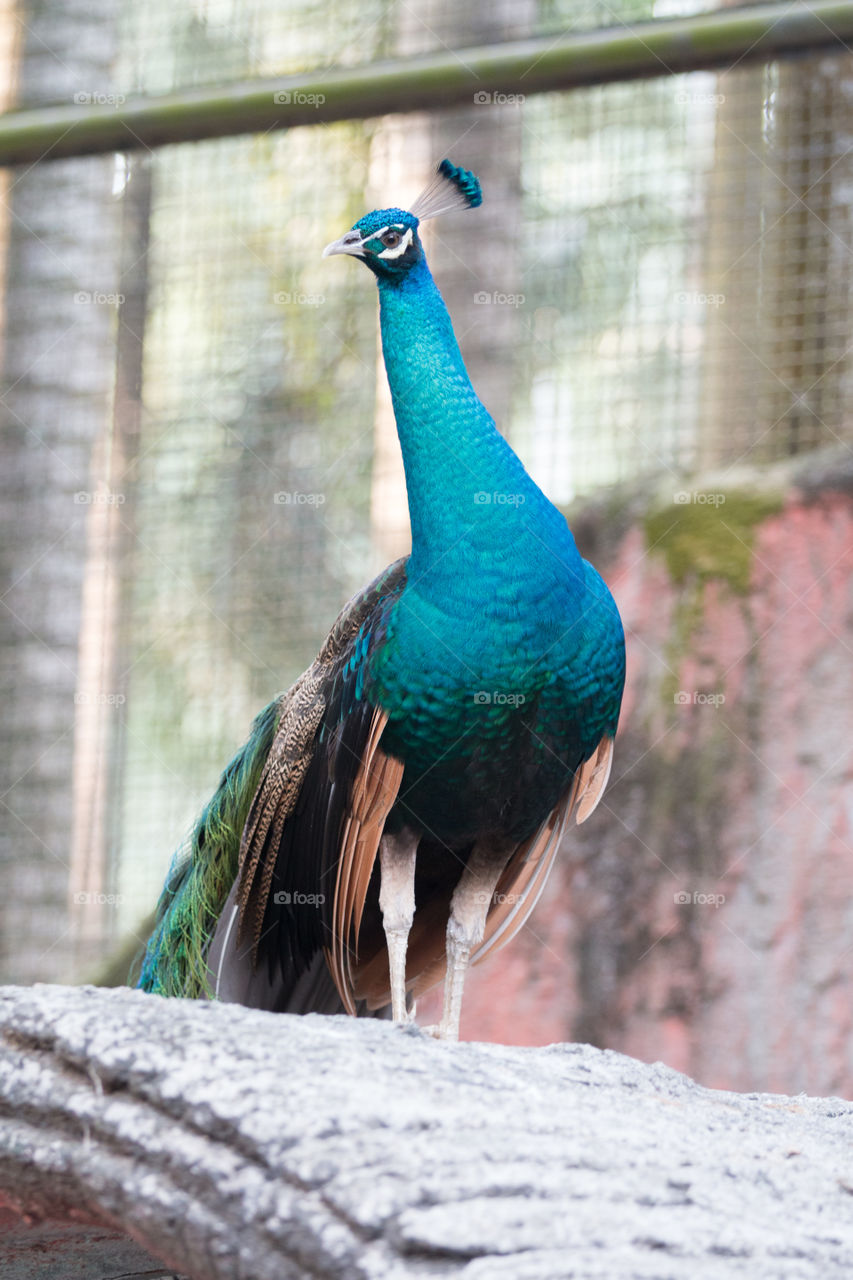 Peacock 