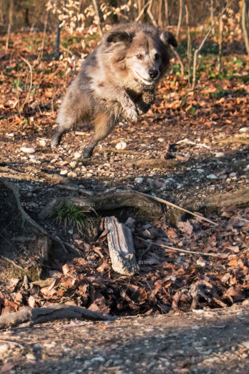 Leaping dog