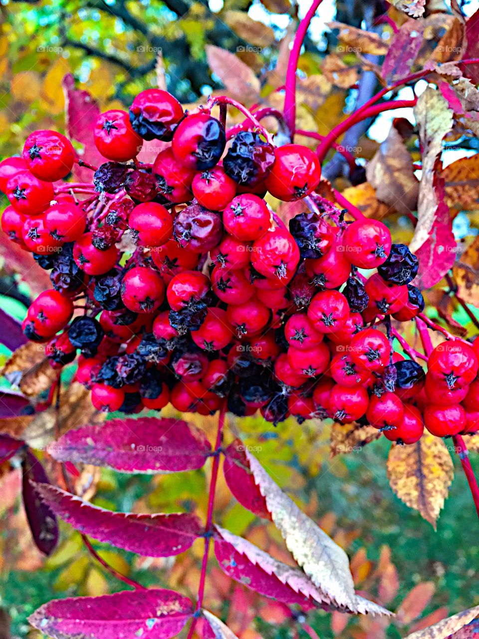 Rowanberry! 