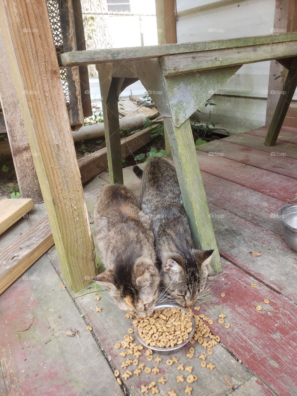 cute stray cats eat a bowl of catfood