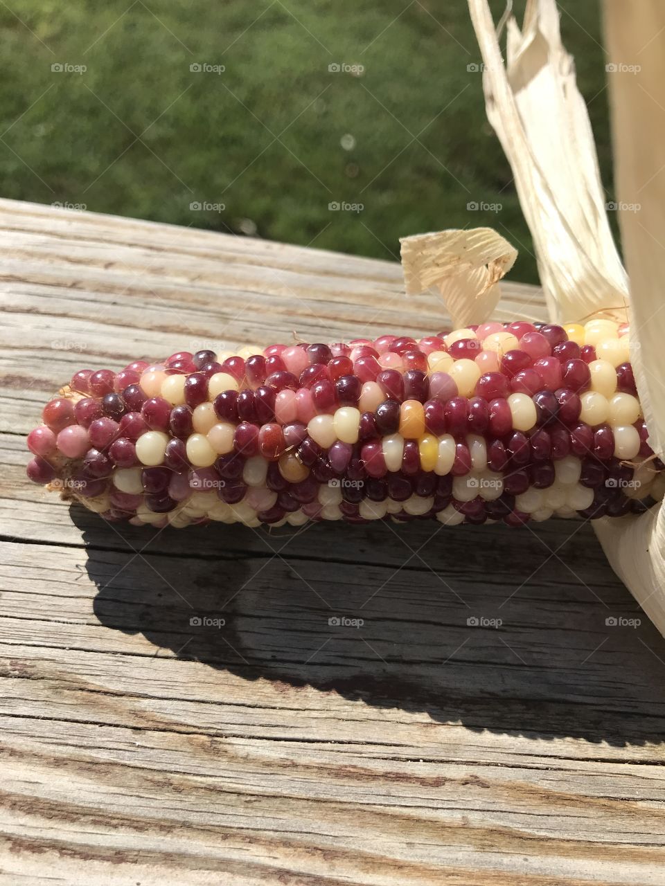 Lots of pink Indian Corn