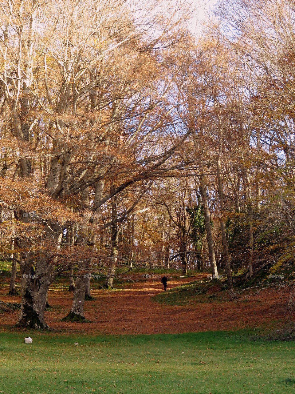 taking pictures in the beechwood