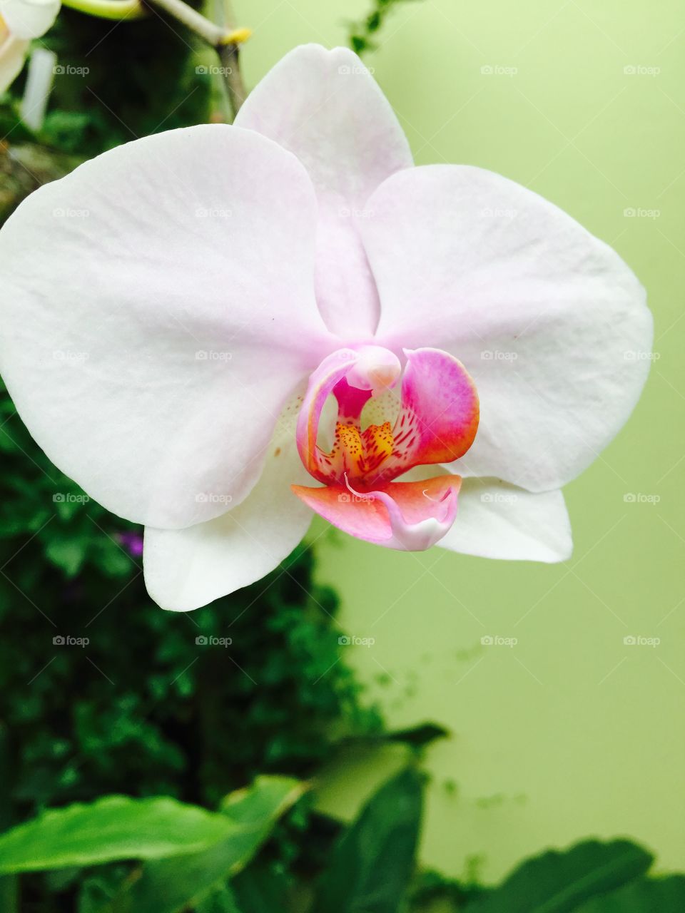 Orchid