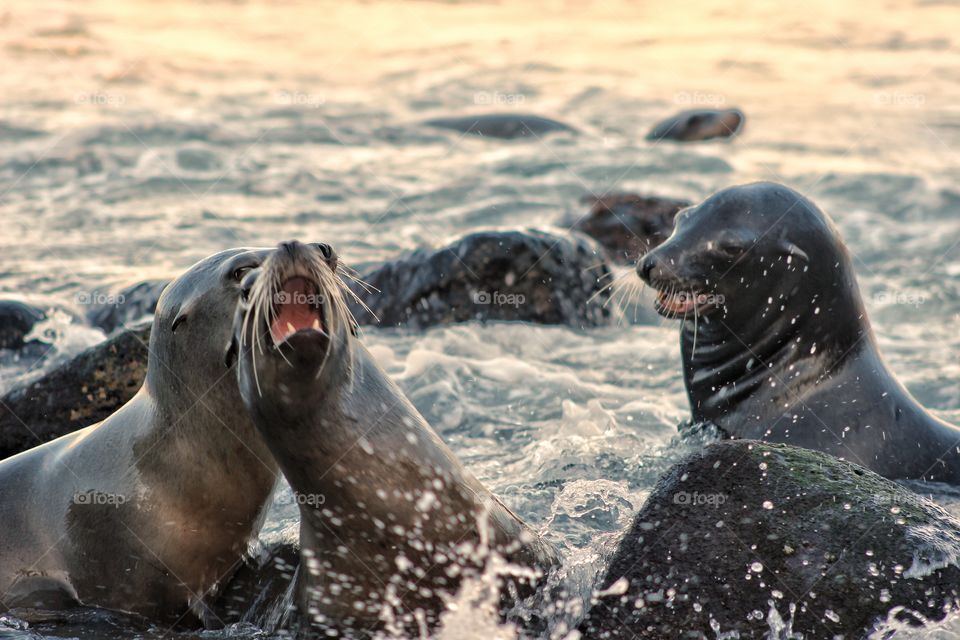 seals and sea lions