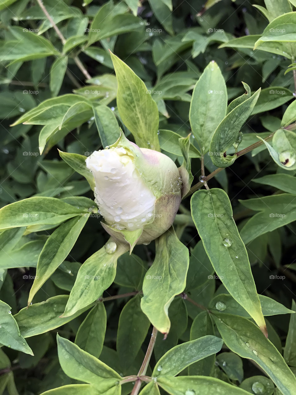 White peony flowers in the garden