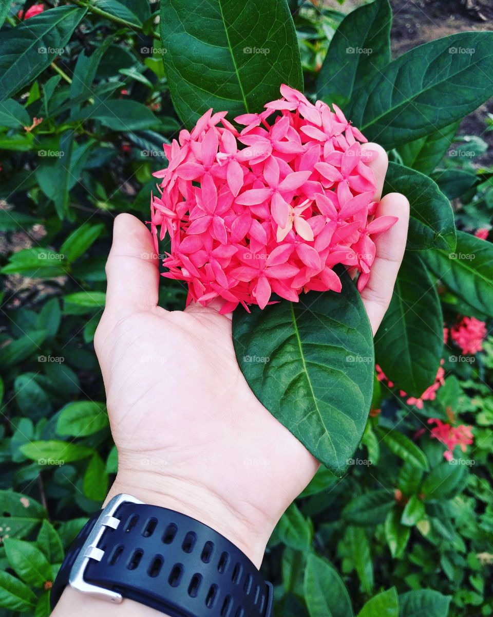 flower
in Vietnam have so many kind of flower
l
Let go to Vietnam to see it
 nature and people