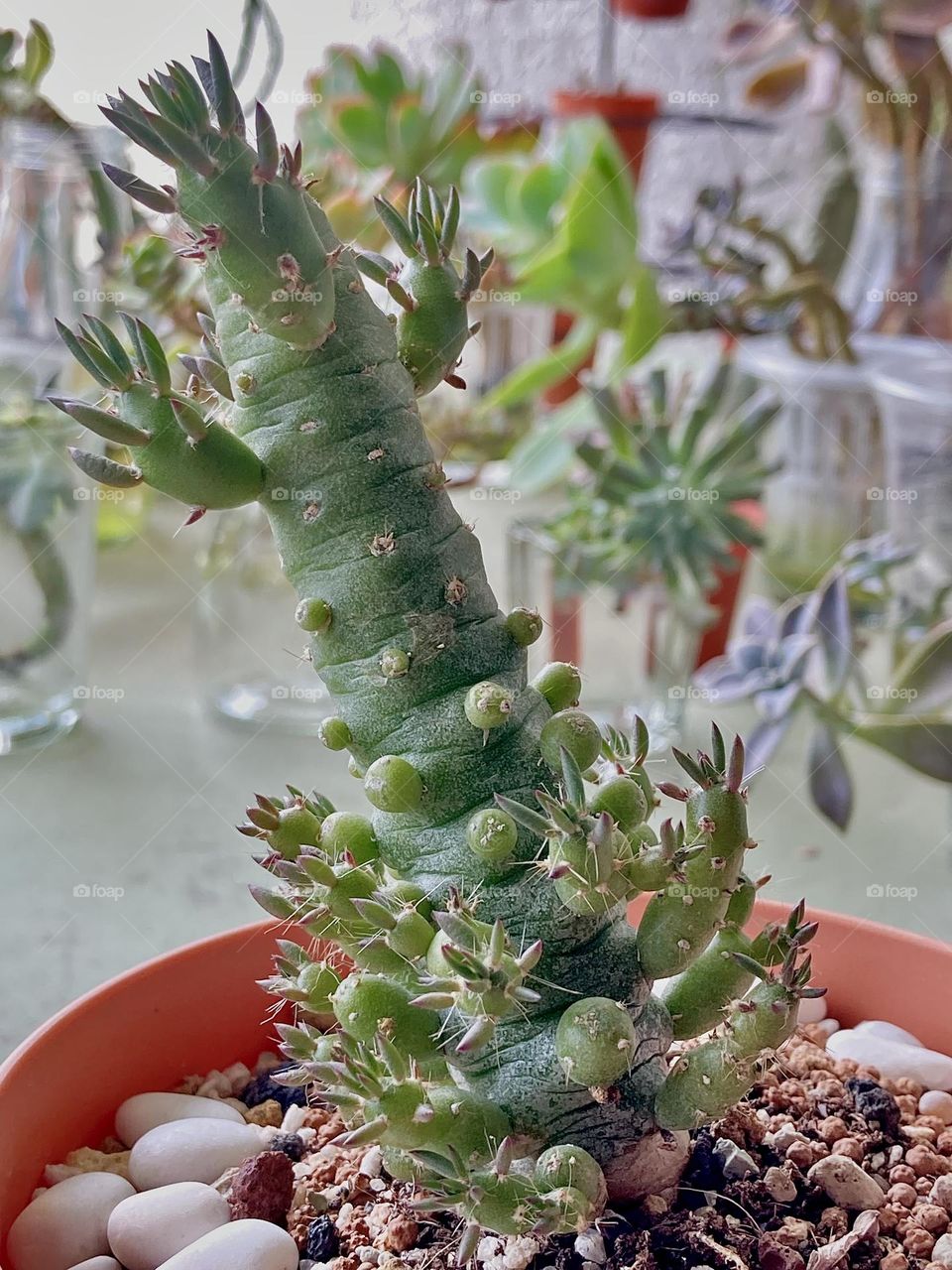 Austeocylindropuntia subulata, mother plant with many offsets. Also called Eve’s pin, Eve’s needle cactus