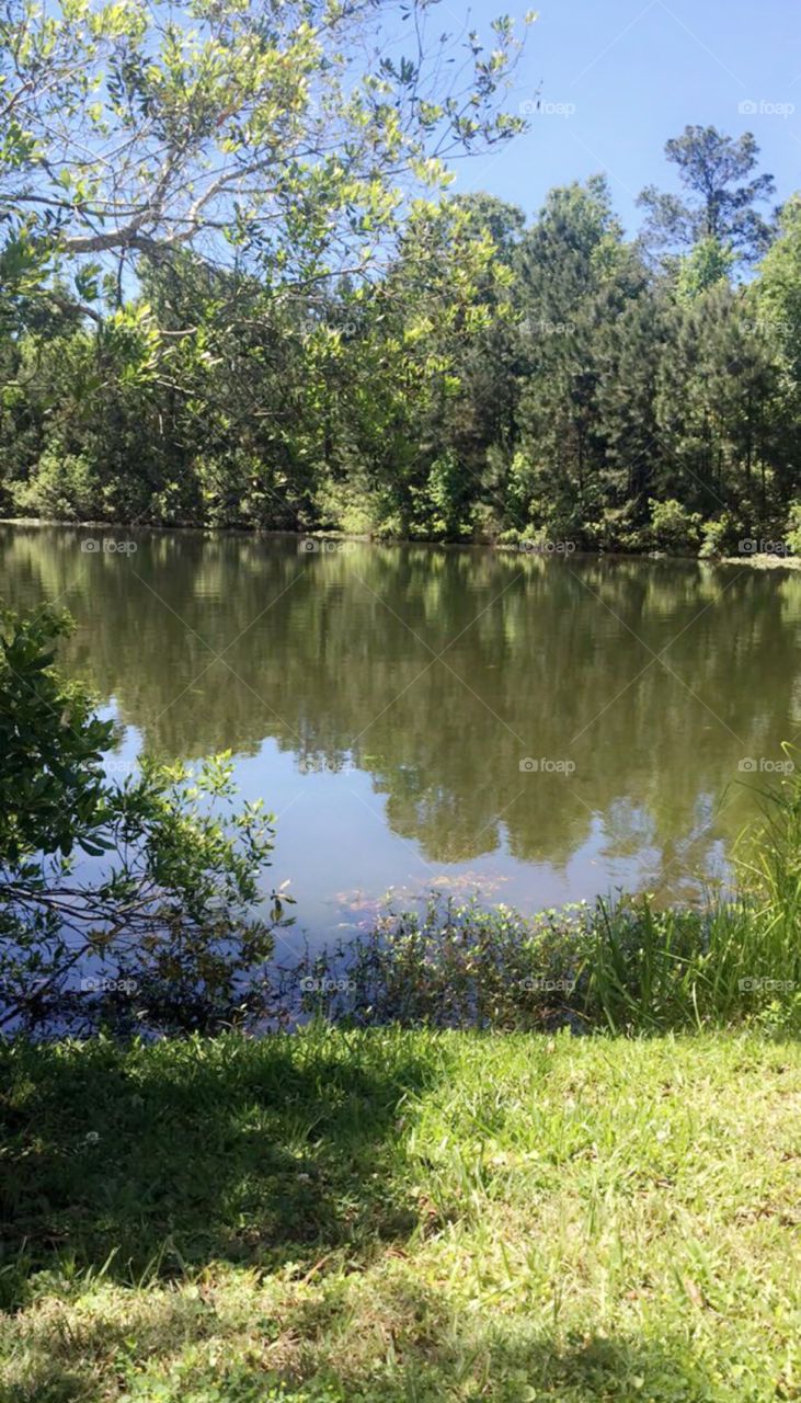 A Great Little Cut To Catch the biggest fish. Ruled over by alligators because if the area, there’s bound to be a few monsters in this pond