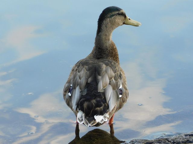 Mallard
