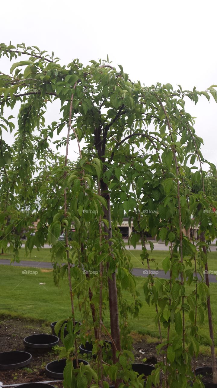 weeping tree nursery