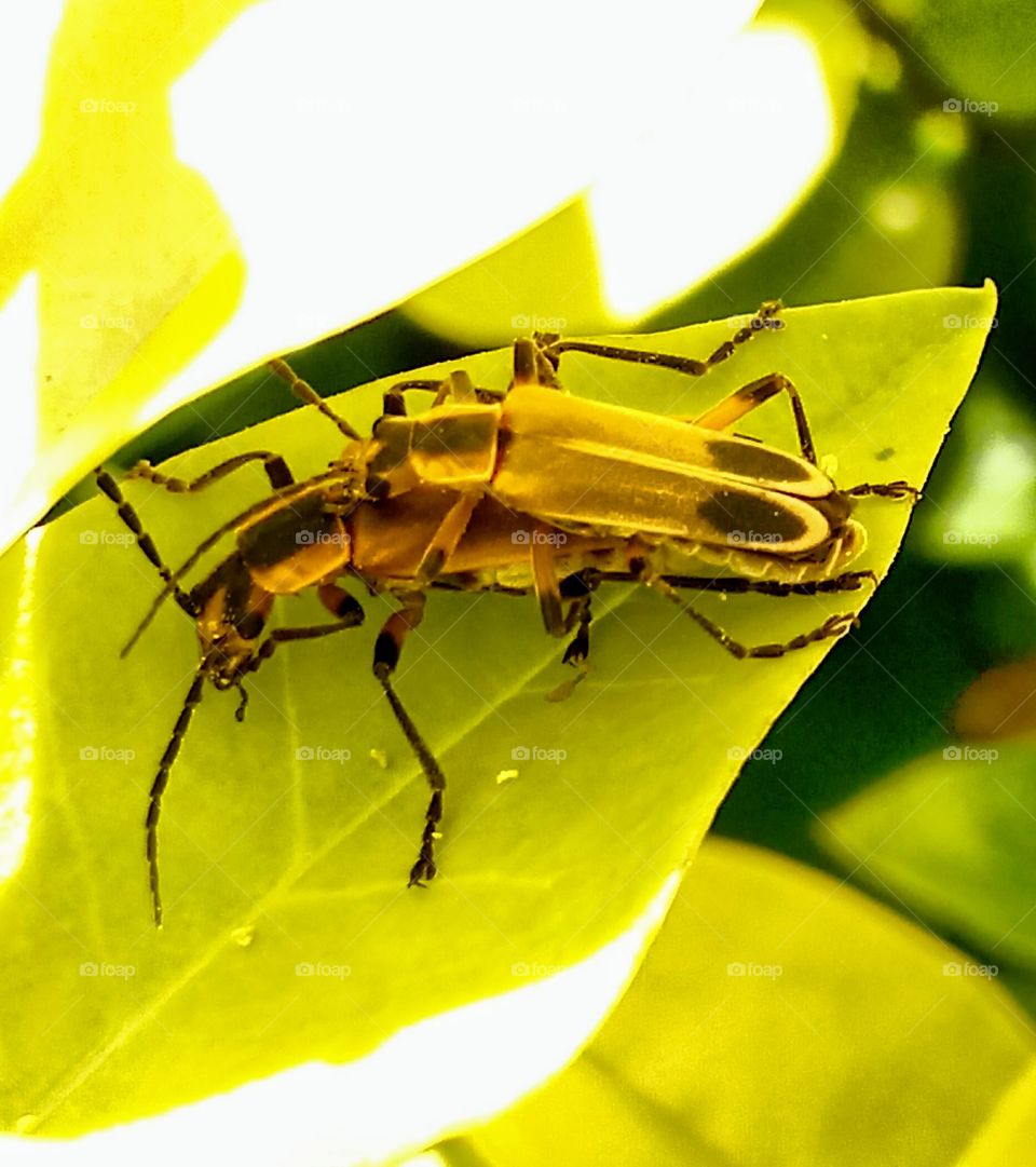 Insects