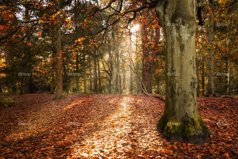 Sunbeams in Autumn 