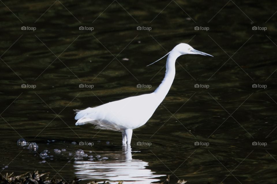 Egret :) I don't know where these bubbles are from 😂