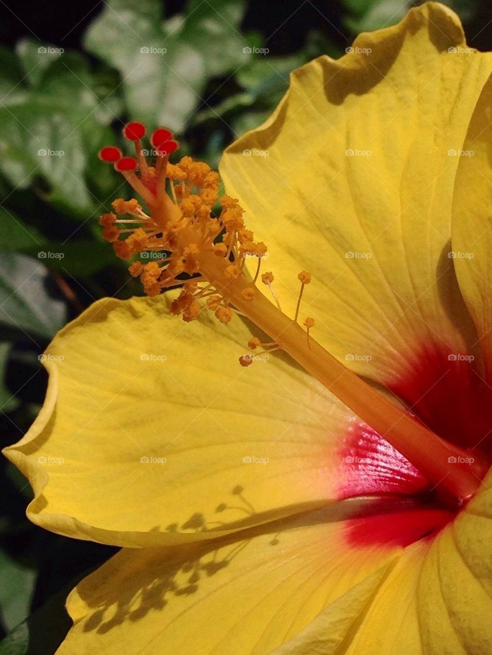 Hibiscus