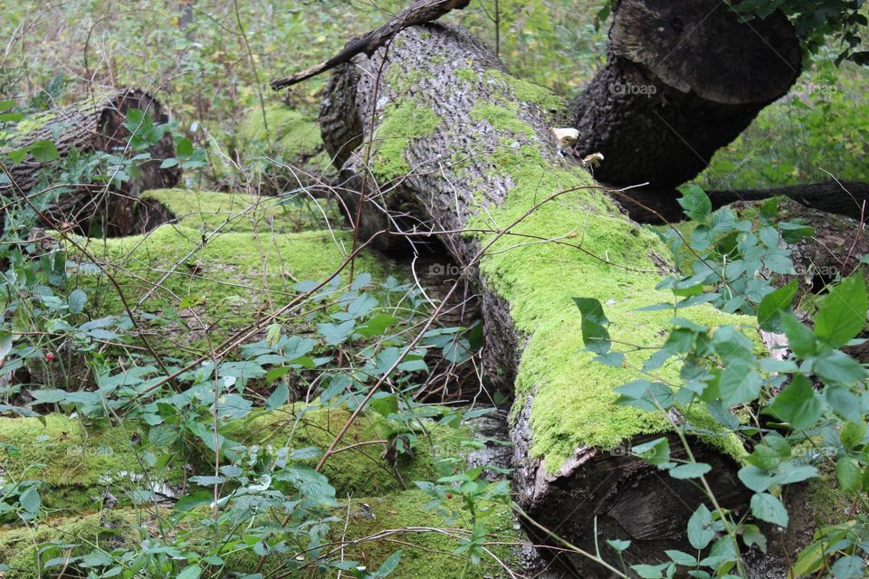 Close-up of woodenlog