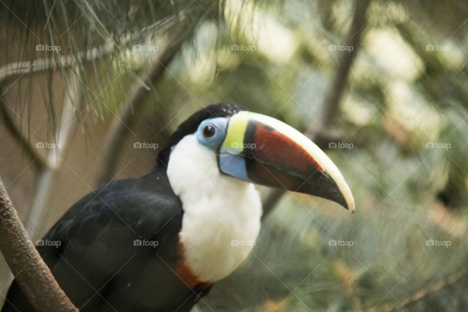 Toucan . Toucan 