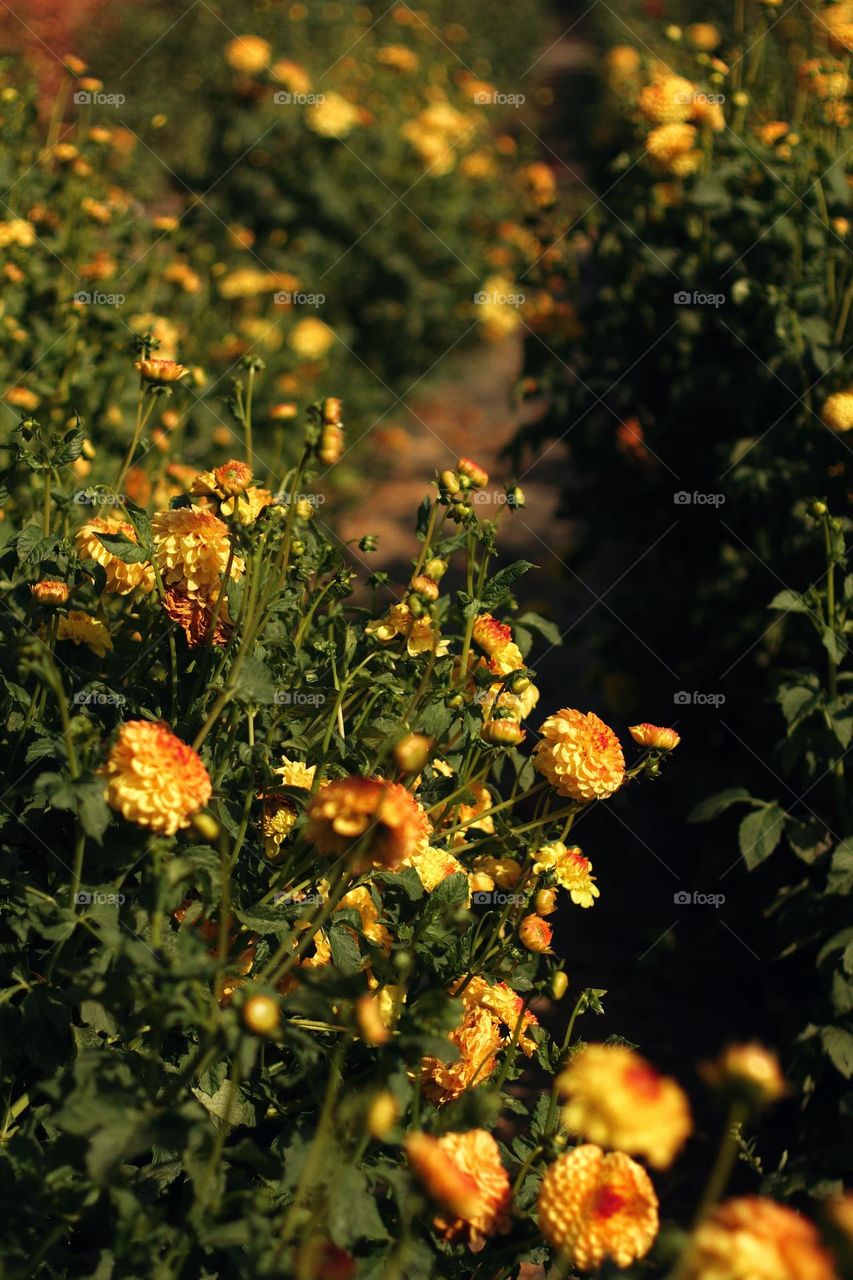 Dahlias field 