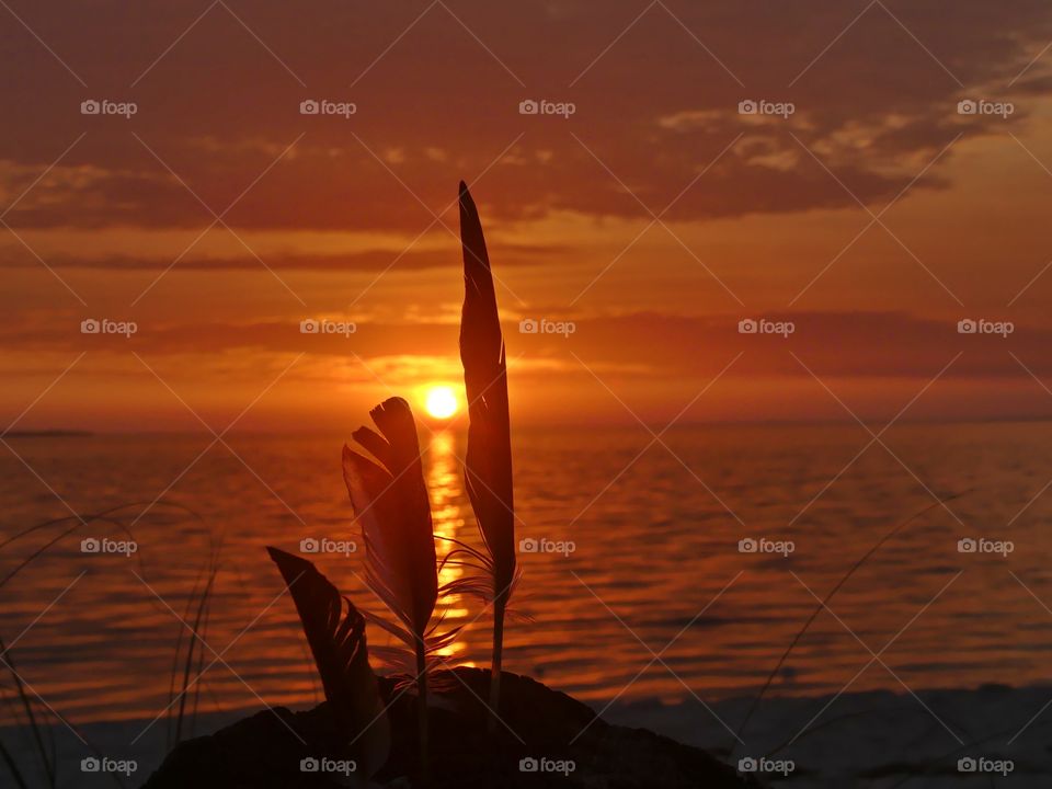 Spectacular sunset and vertical feathers