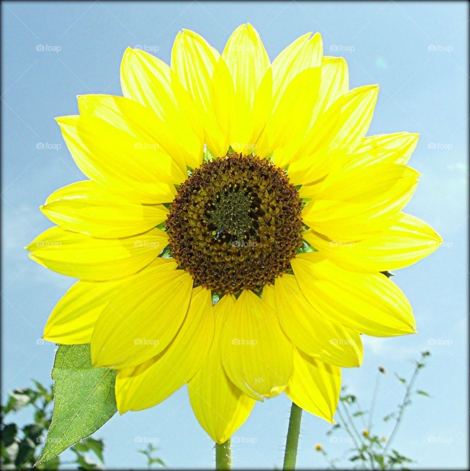 Sunflower.