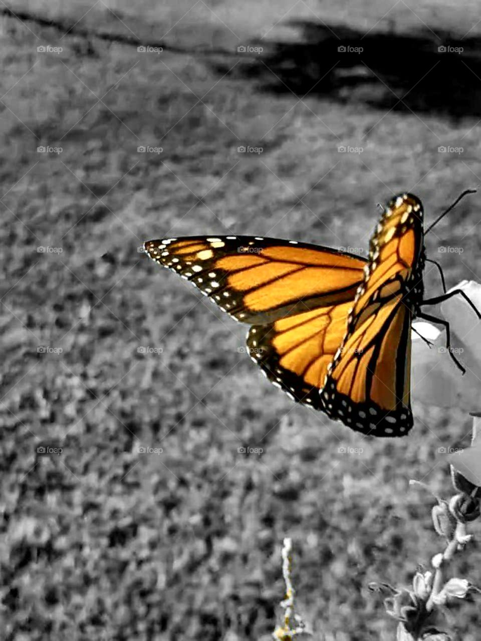 Monarch butterfly black and white