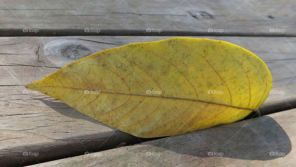 Yellow leaf on gray wood