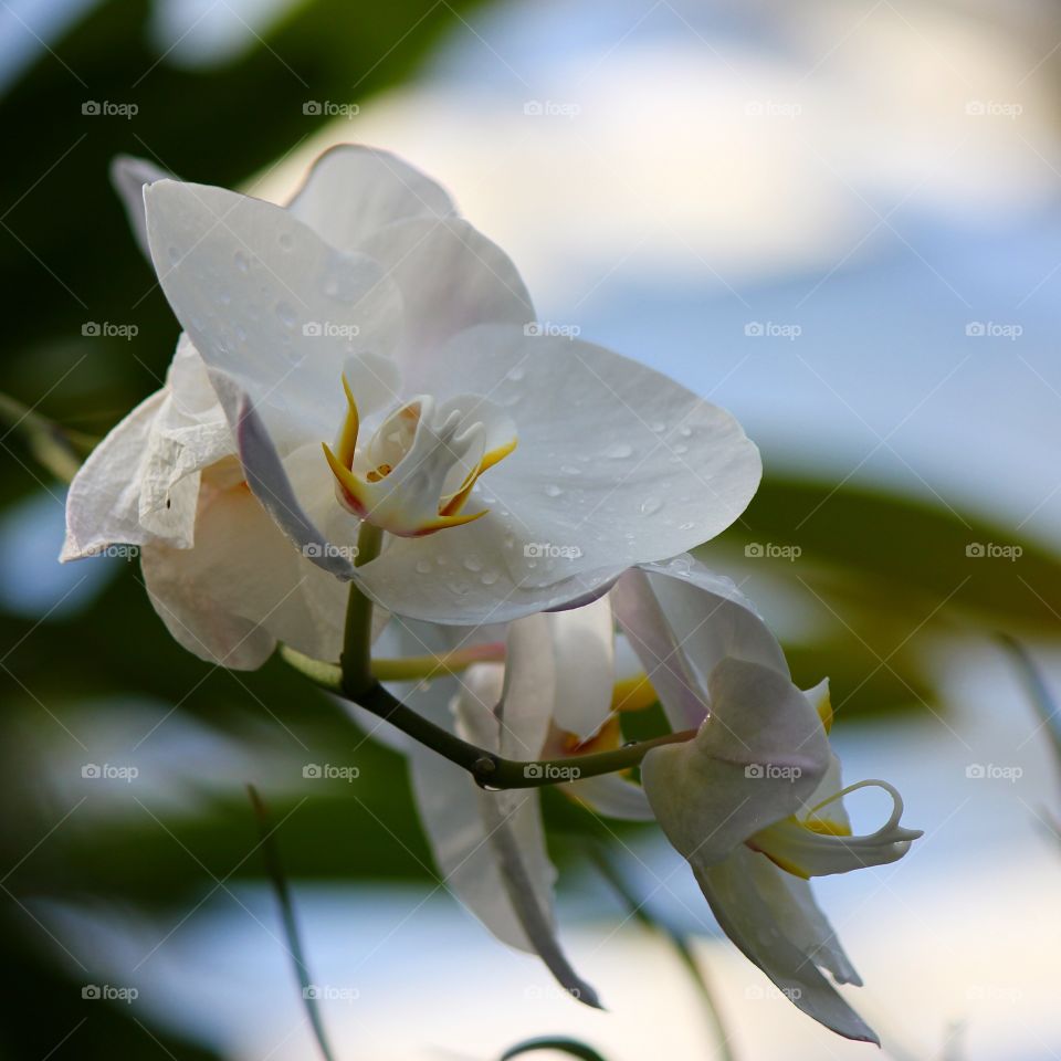 White orchid with raindrop