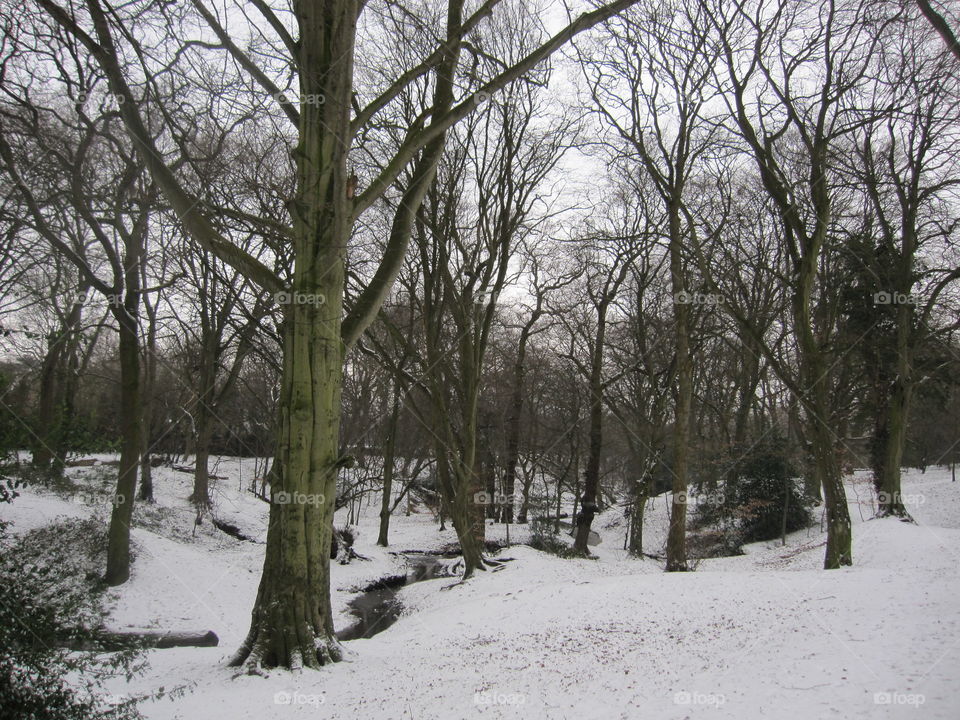 Deep Woodland Snow