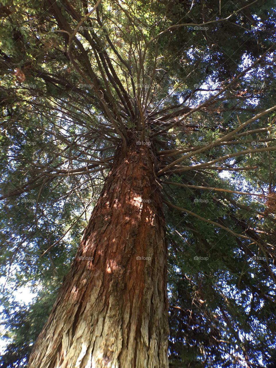 Redwood tree surviving drought. Redwood tree trying to survive drought, California.