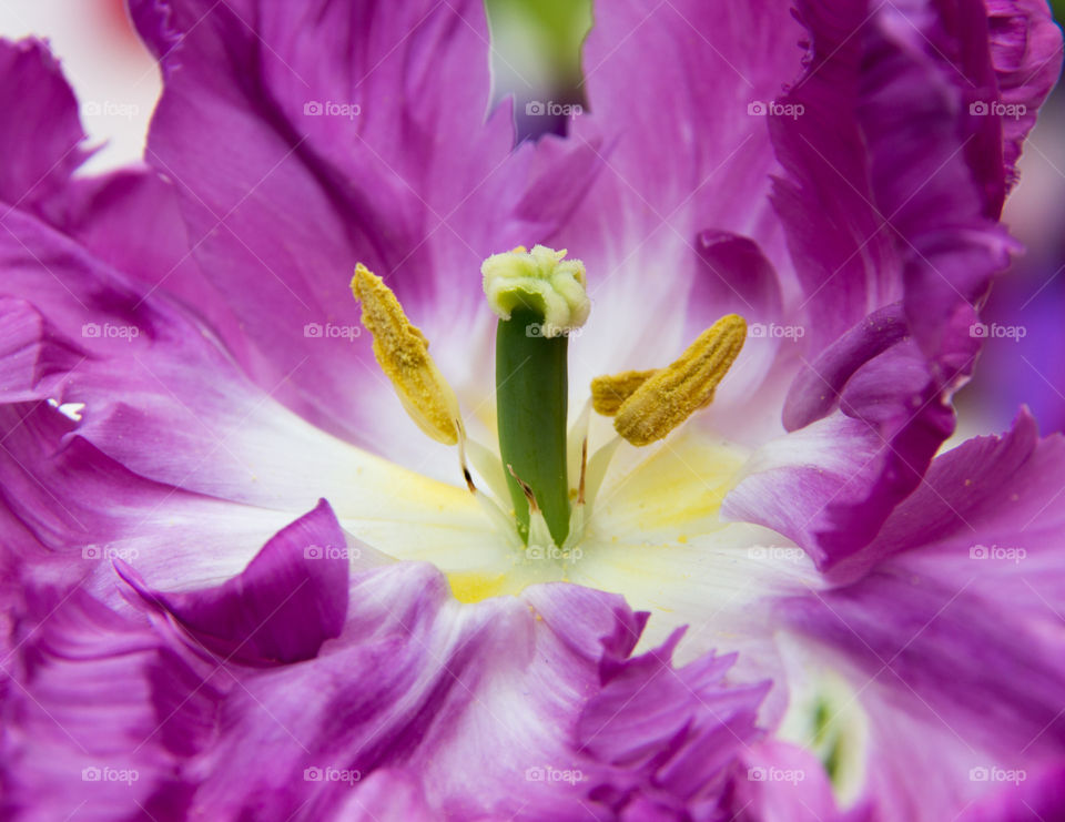 Tulip closeup