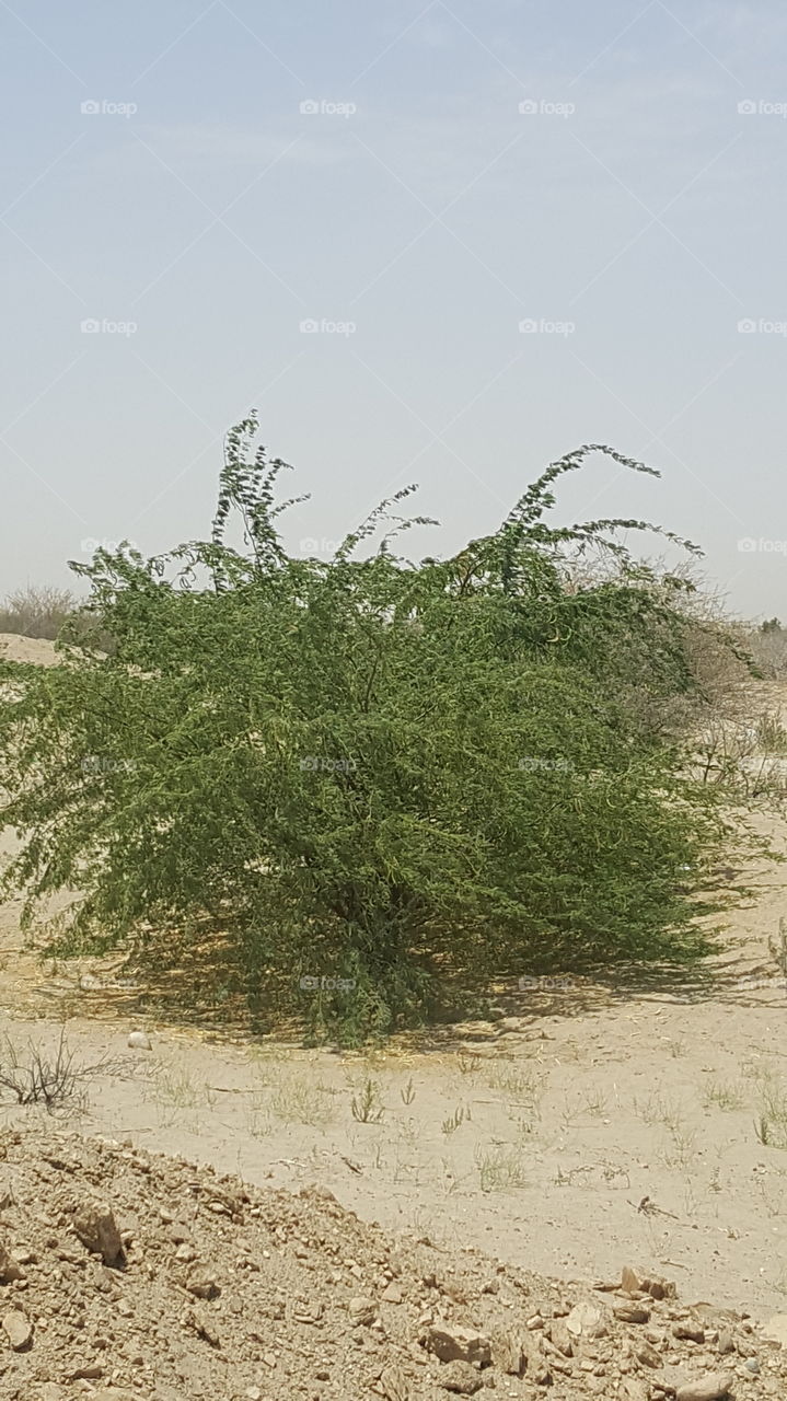 tree in the middle of desert