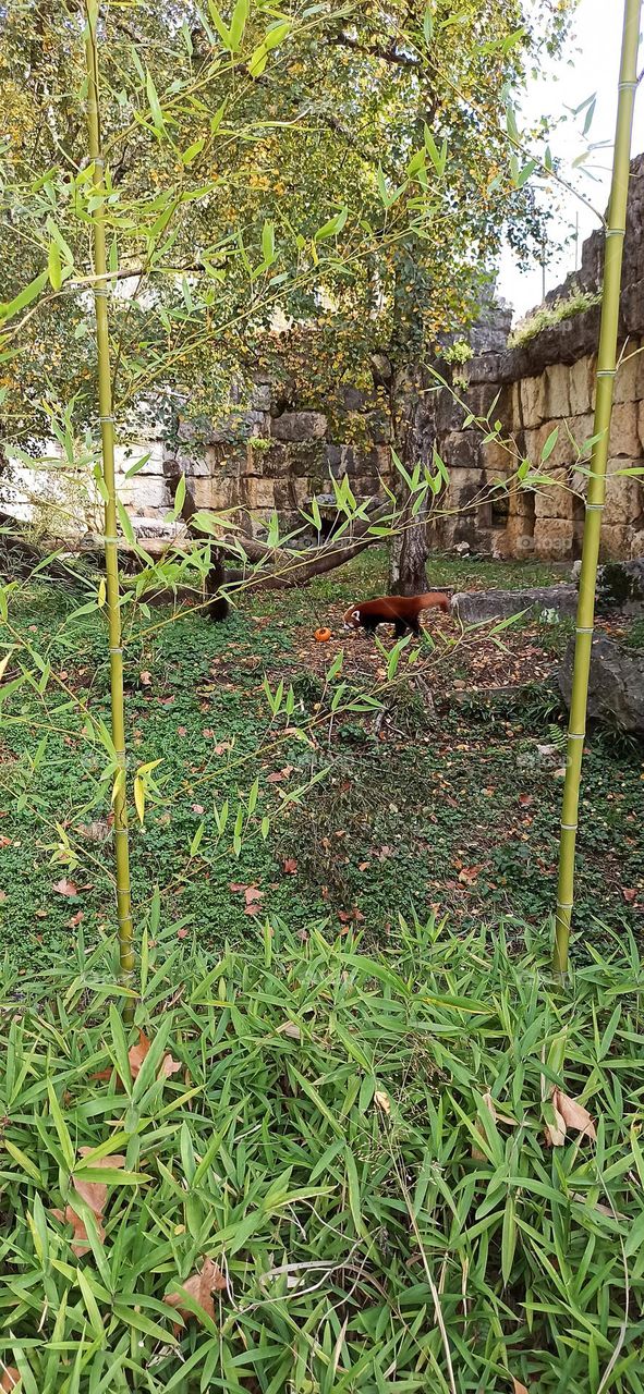 Red panda walking inside zoo area