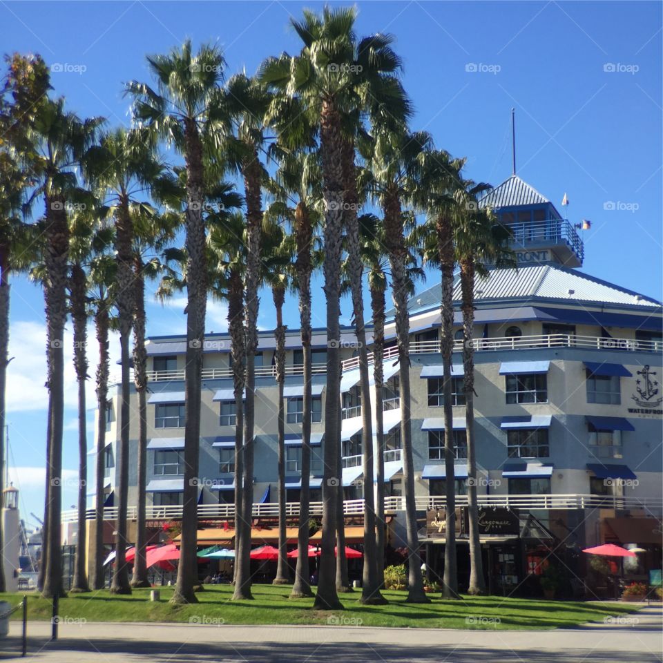 Hotel and palms