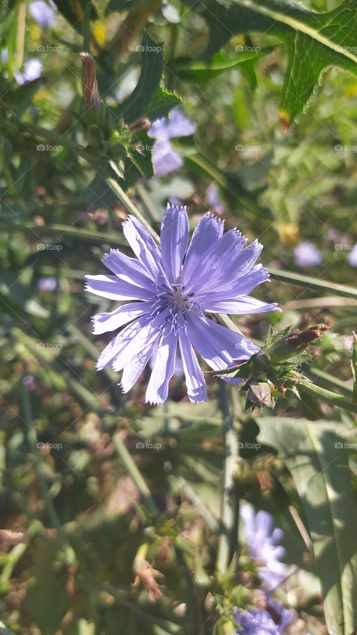 Петрові батоги назва квітки.
