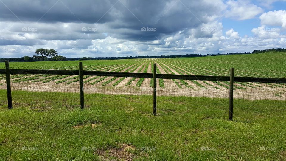 cloudy skies on a peanut field