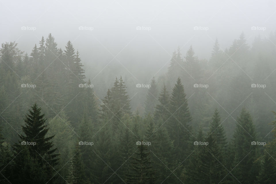 Fog covered trees in thr mountains