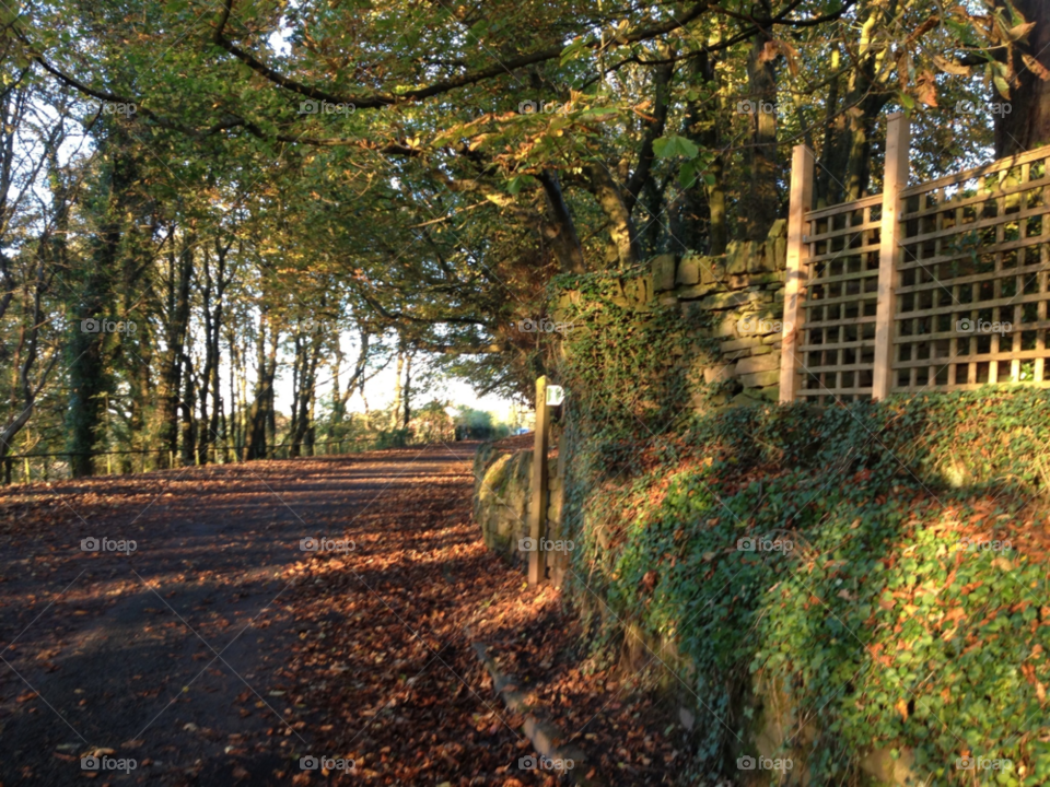 trees autumn footpath fallen leaves by clarkie28