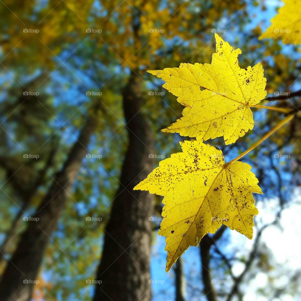 Close-up of autumn leaf in north carolina