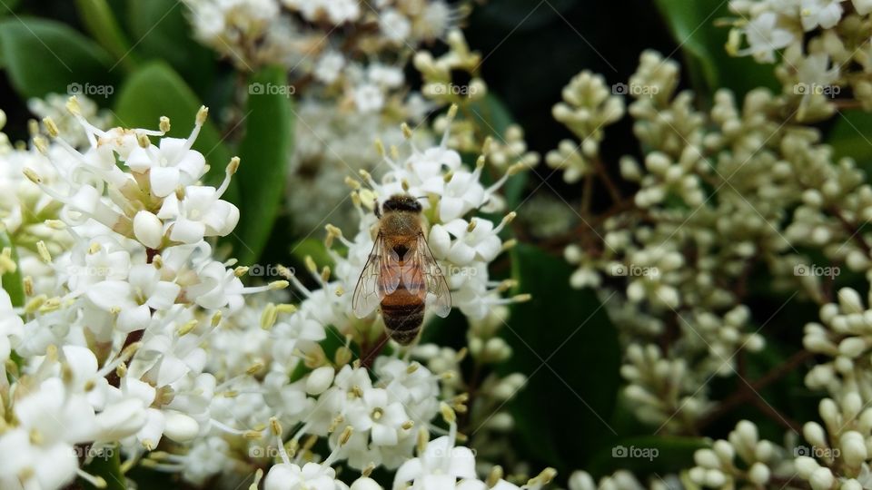 Perfection of nature, the bee.