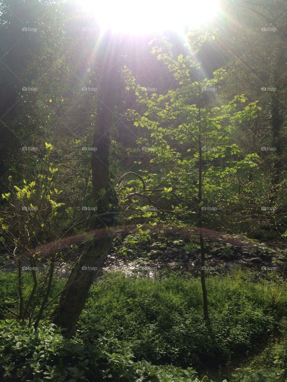 Sun through the trees 